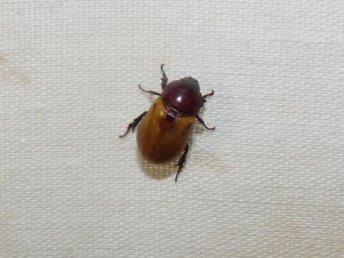 Réf. 256 982 : Cyclocephala sp.